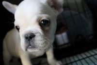 フレンチブルドック