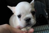 フレンチブルドック