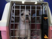 フレンチブルドック