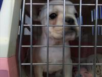 フレンチブルドック