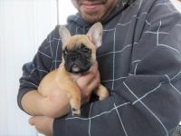 フレンチブルドック