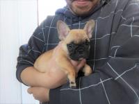 フレンチブルドック