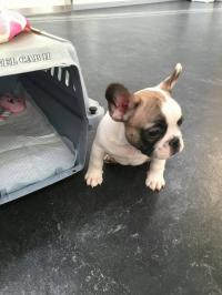 フレンチブルドック