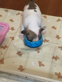 フレンチブルドック