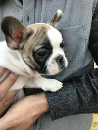 フレンチブルドック