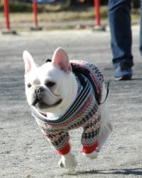 フレンチブルドック