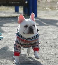 フレンチブルドック