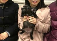 フレンチブルドック