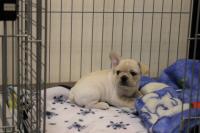 フレンチブルドック