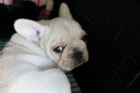 フレンチブルドック