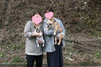 フレンチブルドック