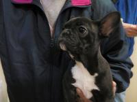 フレンチブルドック