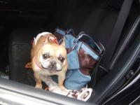 フレンチブルドック