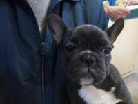 フレンチブルドック