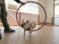 フレンチブルドック