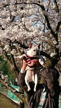 フレンチブルドック