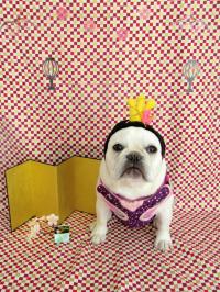 フレンチブルドック