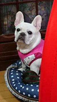 フレンチブルドック