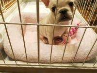 フレンチブルドック