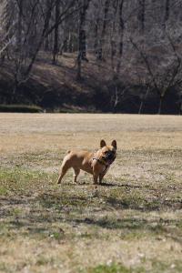 フレンチブルドック