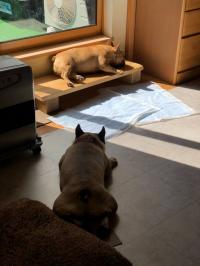 フレンチブルドック