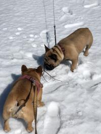 フレンチブルドック