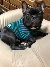 フレンチブルドック