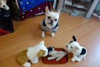 フレンチブルドック