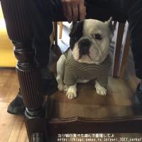 フレンチブルドック