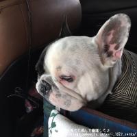 フレンチブルドック