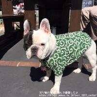 フレンチブルドック