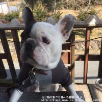 フレンチブルドック