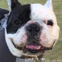 フレンチブルドック