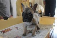 フレンチブルドック