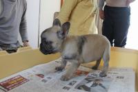 フレンチブルドック