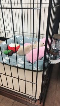 フレンチブルドック