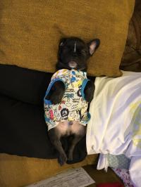 フレンチブルドック