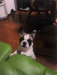 フレンチブルドック