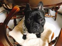 フレンチブルドック