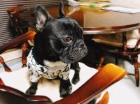 フレンチブルドック