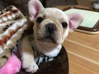 フレンチブルドック