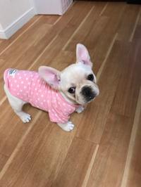 フレンチブルドック