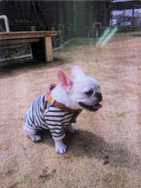 フレンチブルドック