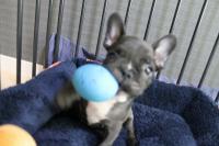 フレンチブルドック