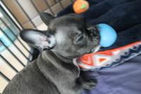 フレンチブルドック