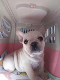 フレンチブルドック