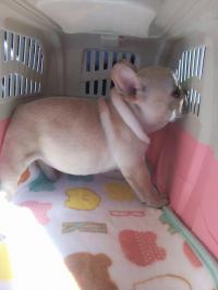 フレンチブルドック