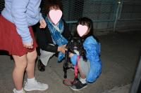 フレンチブルドック