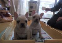 フレンチブルドック