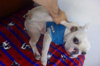 フレンチブルドック